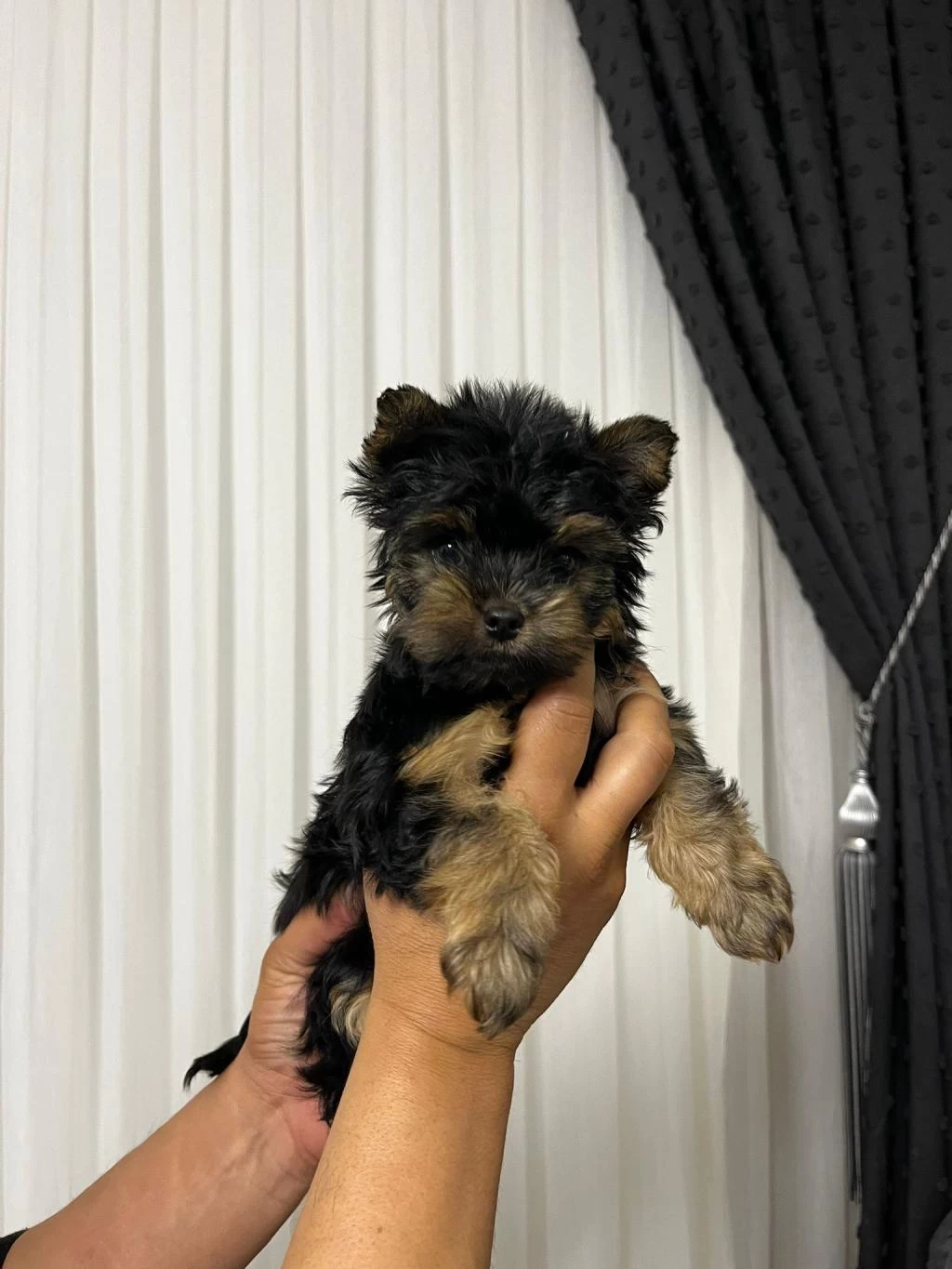 Ankaranin En Güzel Yorkshire Terrier Yavrulari