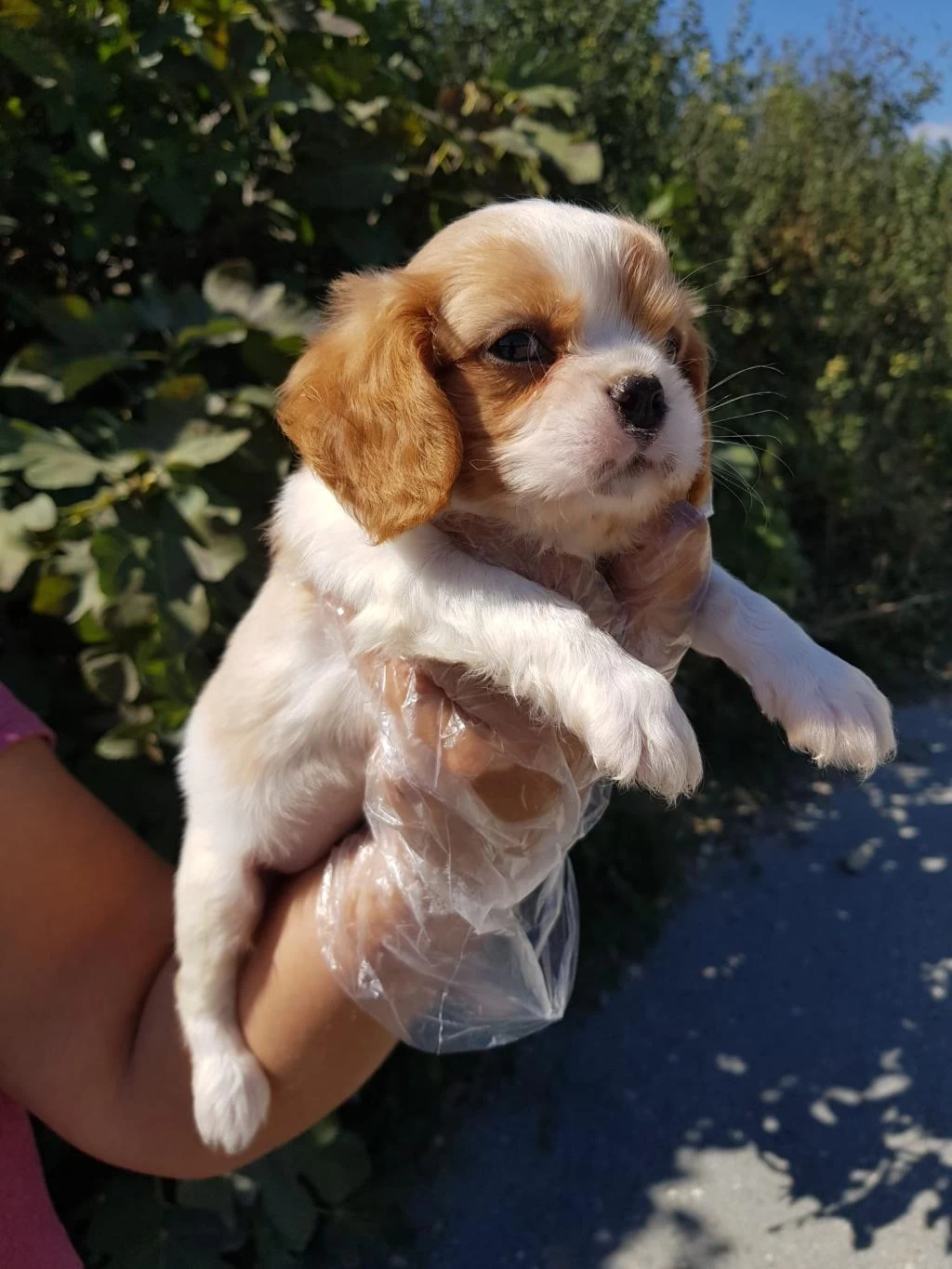Muhteşem Cavalier King Charles