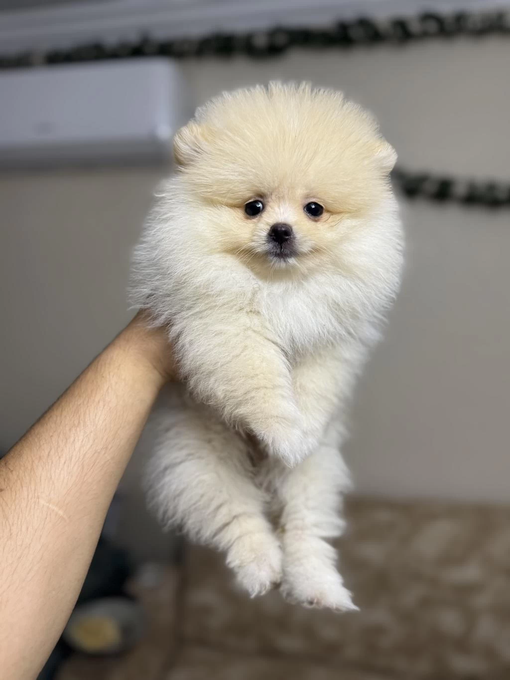 Pomeranian Kg Garantili Yavrularımız