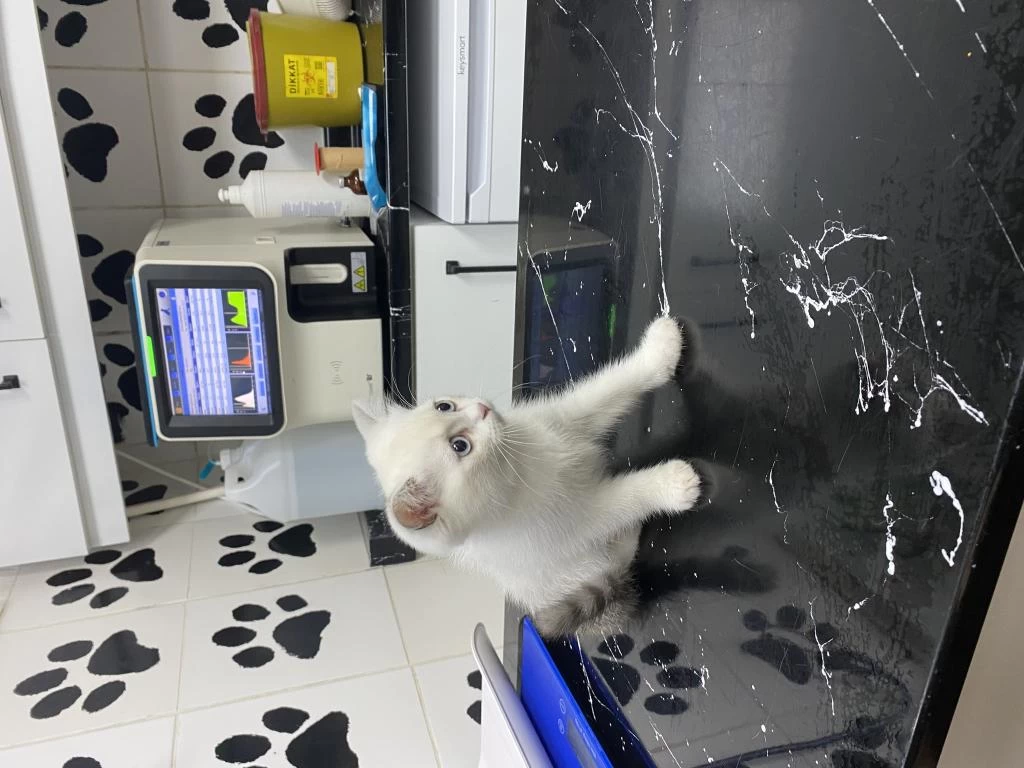2 Aylık Pamuk Gibi Kedimiz Sahibini Arıyor