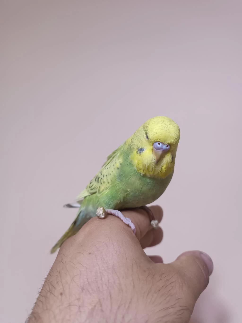 Jumbo Muhabbet Kuşu Yavrular