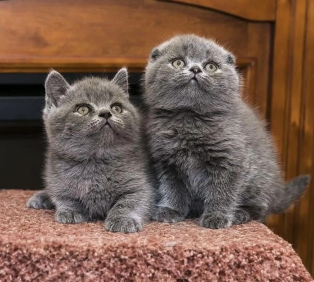 British Shorthair &amp; Scottish Fold Yavrularim