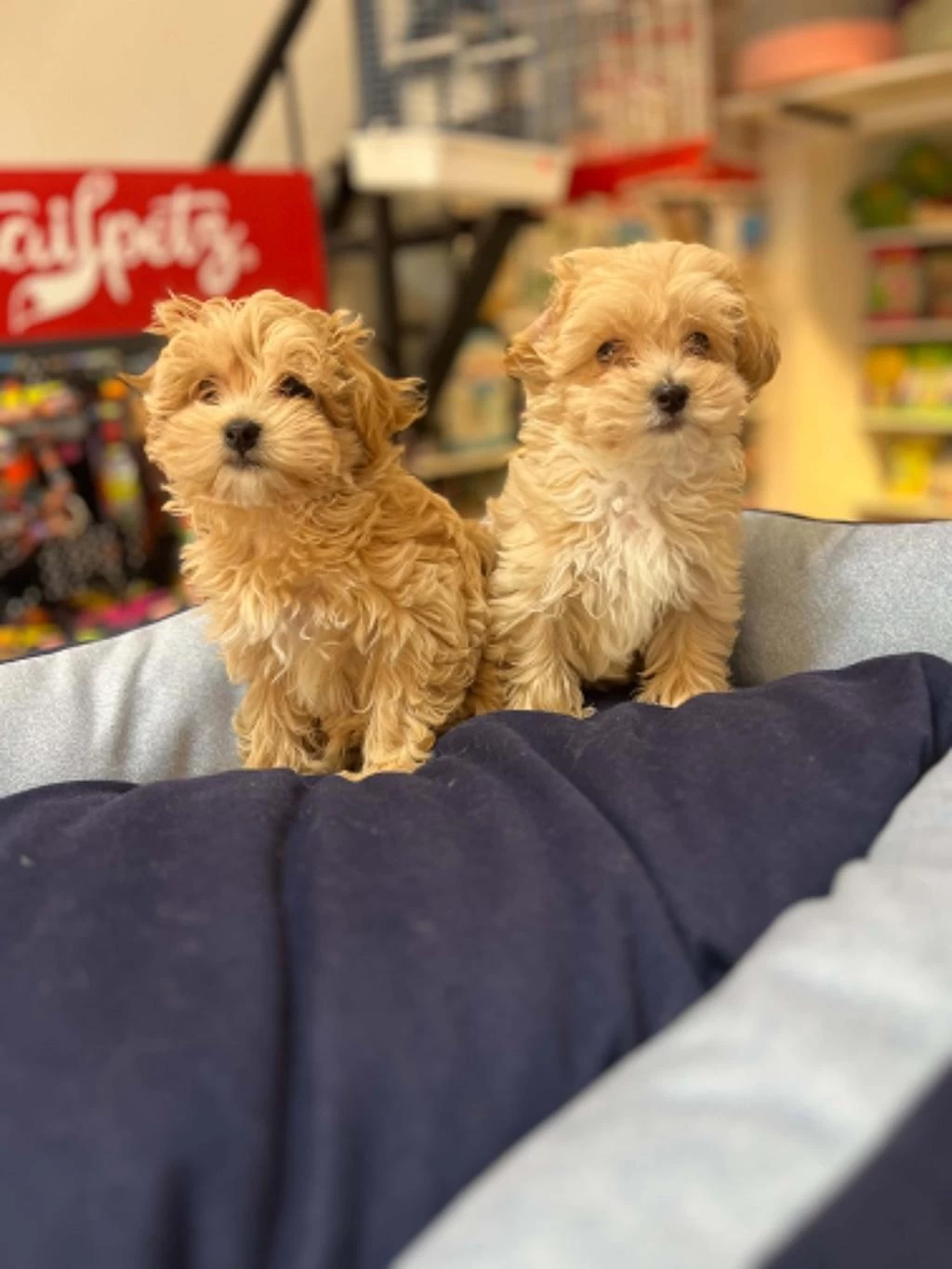 Tüy Dökmeyen Hipoalerjenik Saf Kan Maltipoo Yavrular