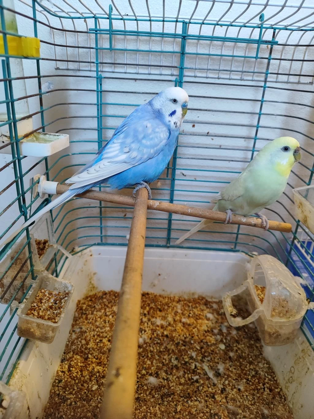Dişi Ve Erkek Muhabbet Kuşu