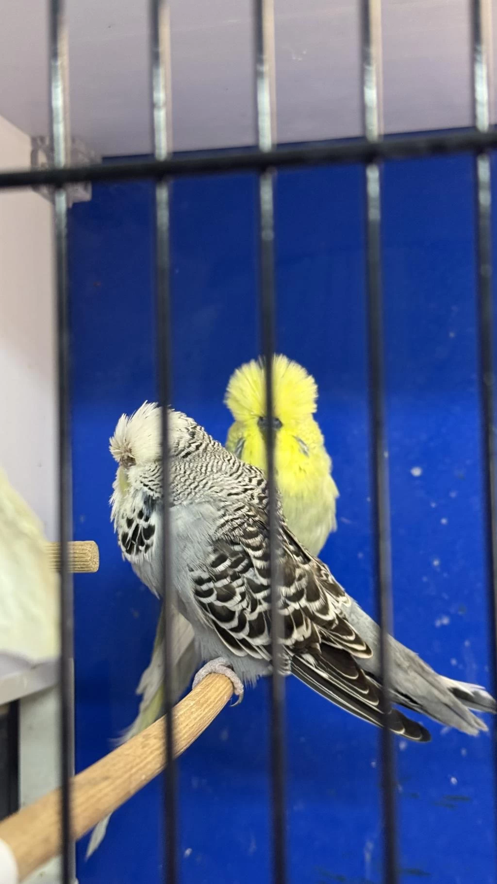 Üst Vasif Eşe Hazir Şhow Jumbo Çift Muhabbet Kuşu