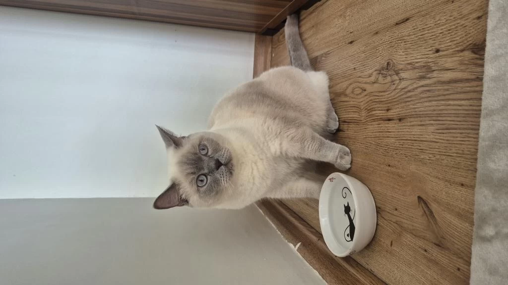 Ücretsiz Kısır 3.5 Yaşında Erkek British Shorthair