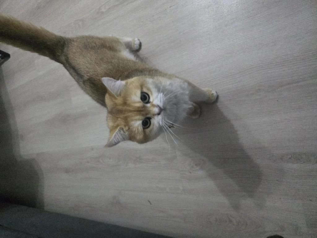 Erkek Golden British Shorthair