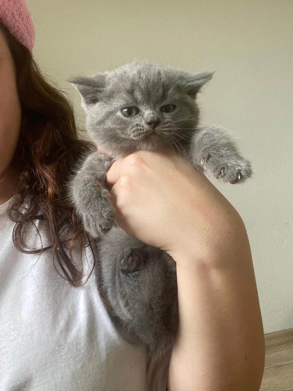 British Shorthair Yavru