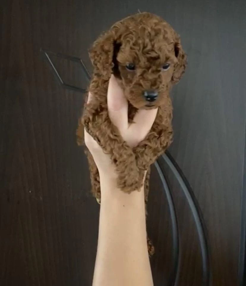 Toy Poodle Bebekler Orijinal