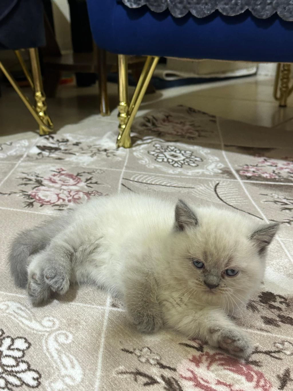 British Shorthair Gri Ve Beyaz Yavru (dişi)