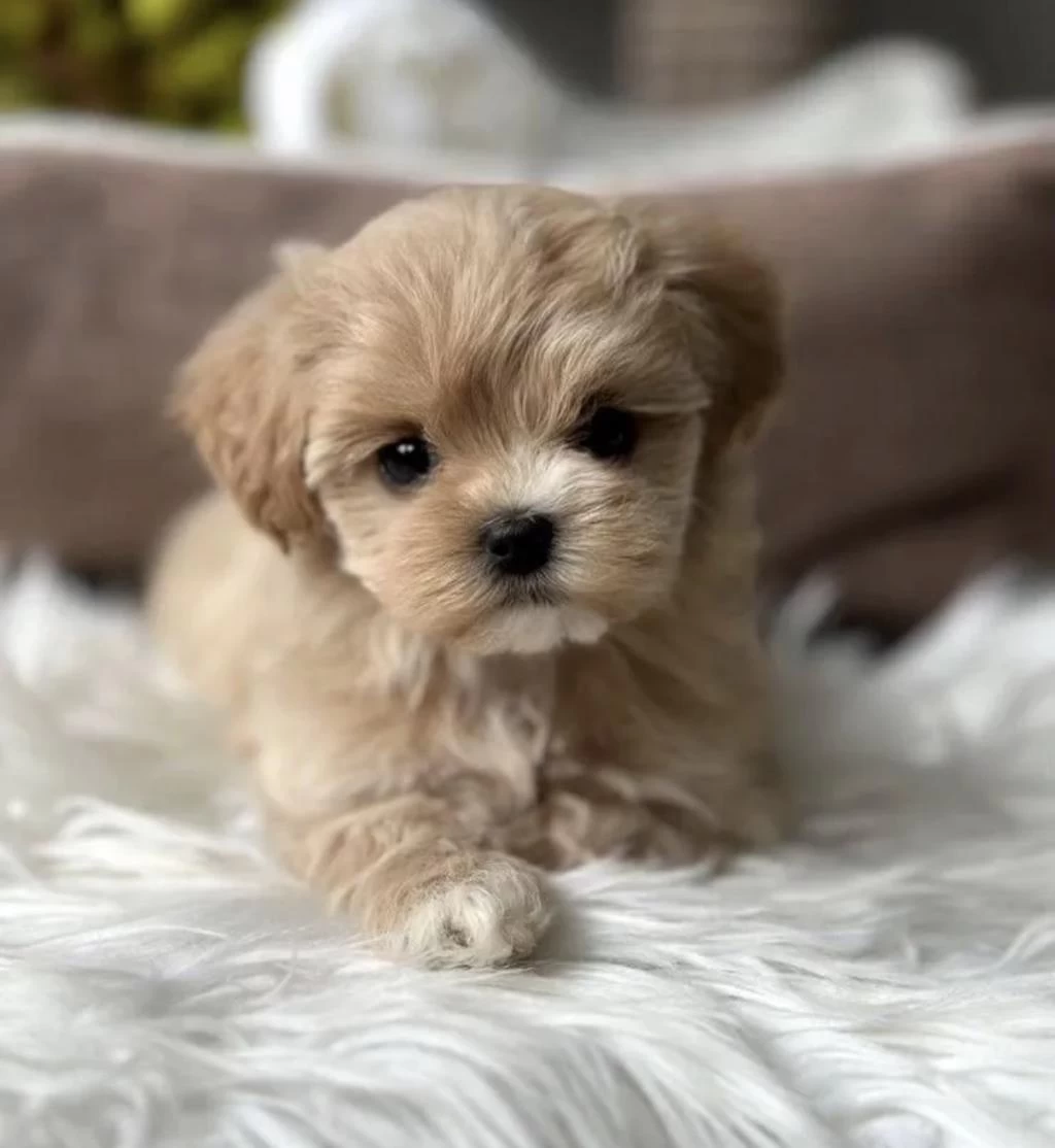 Tr Nin En İyi Teacup Maltipoo Yavruları