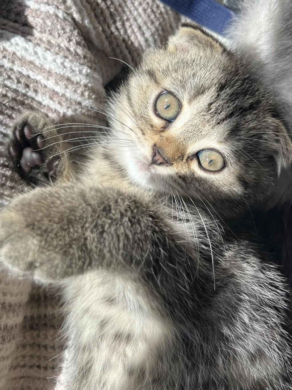 Yavru Scottish Fold Kedimiz