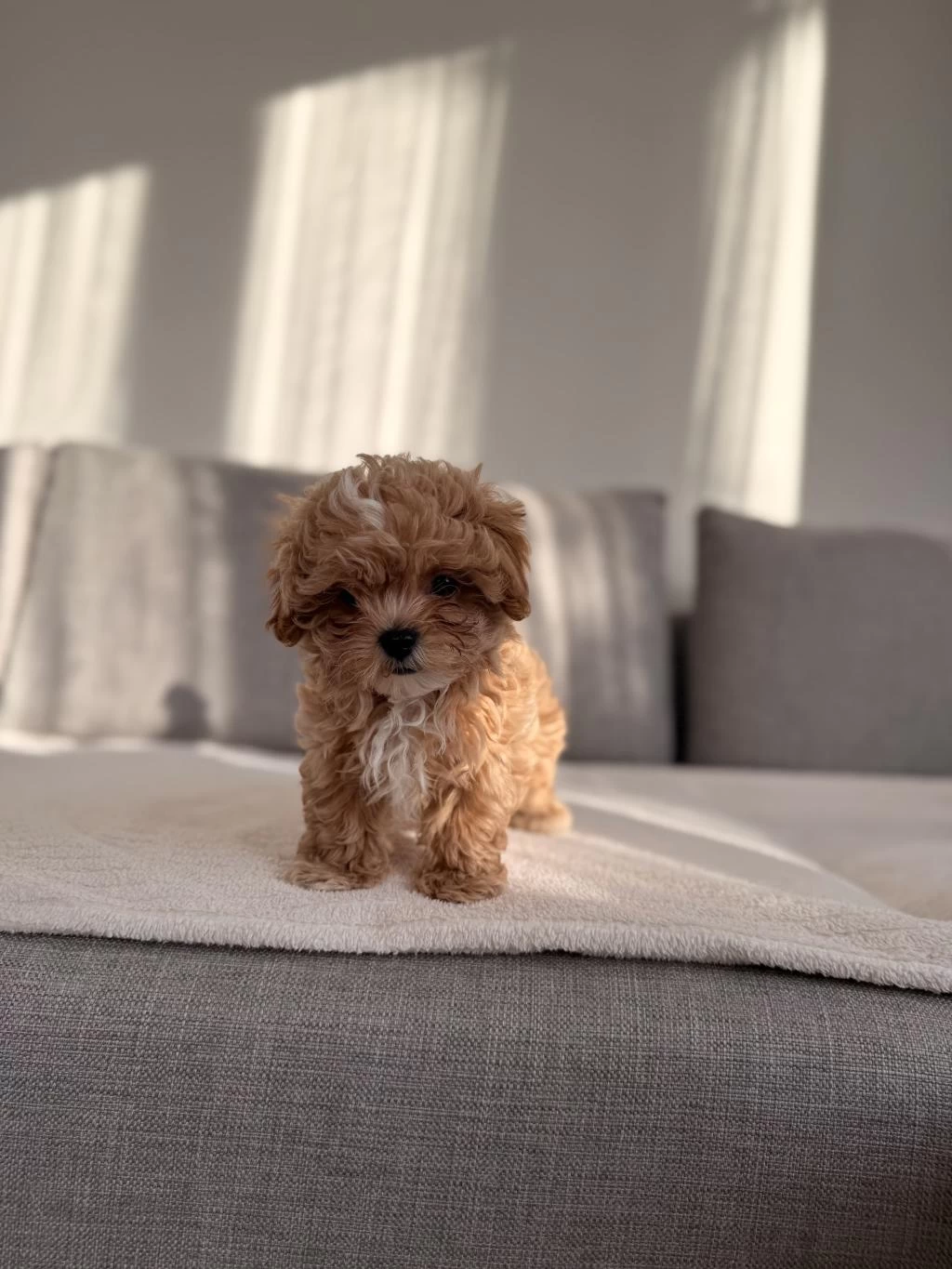 İrkının En Kaliteli Yavrusu Ev Doğumlu Poodle Bebeğim