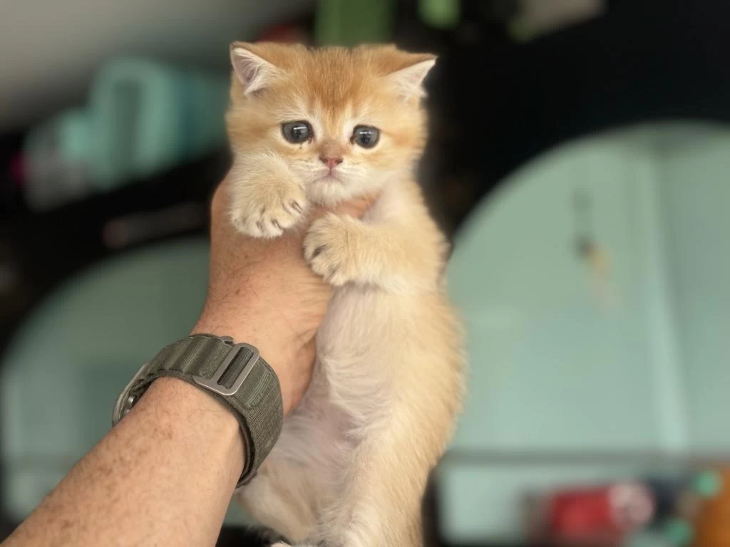 Ankarwda Ziyarete Açık Golden British Shorthair