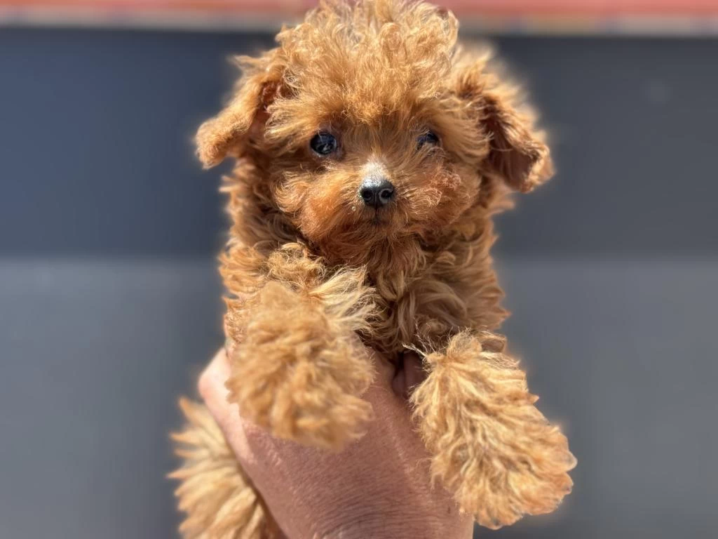 4 Aylık Tiny Kore Poodle 700 Gr Petmo Den