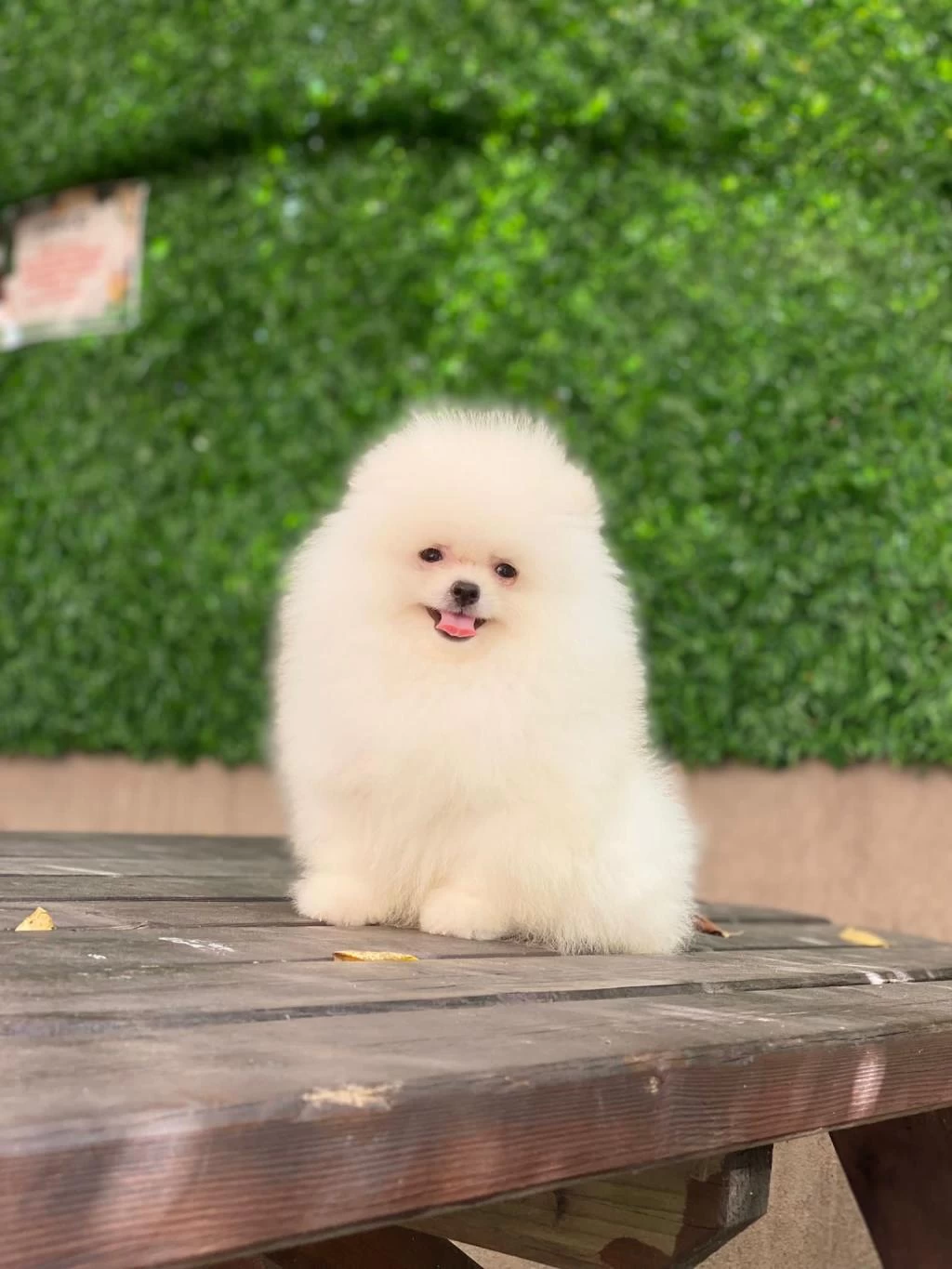 Kar Beyaz Tea Cup Pomeranian Boo