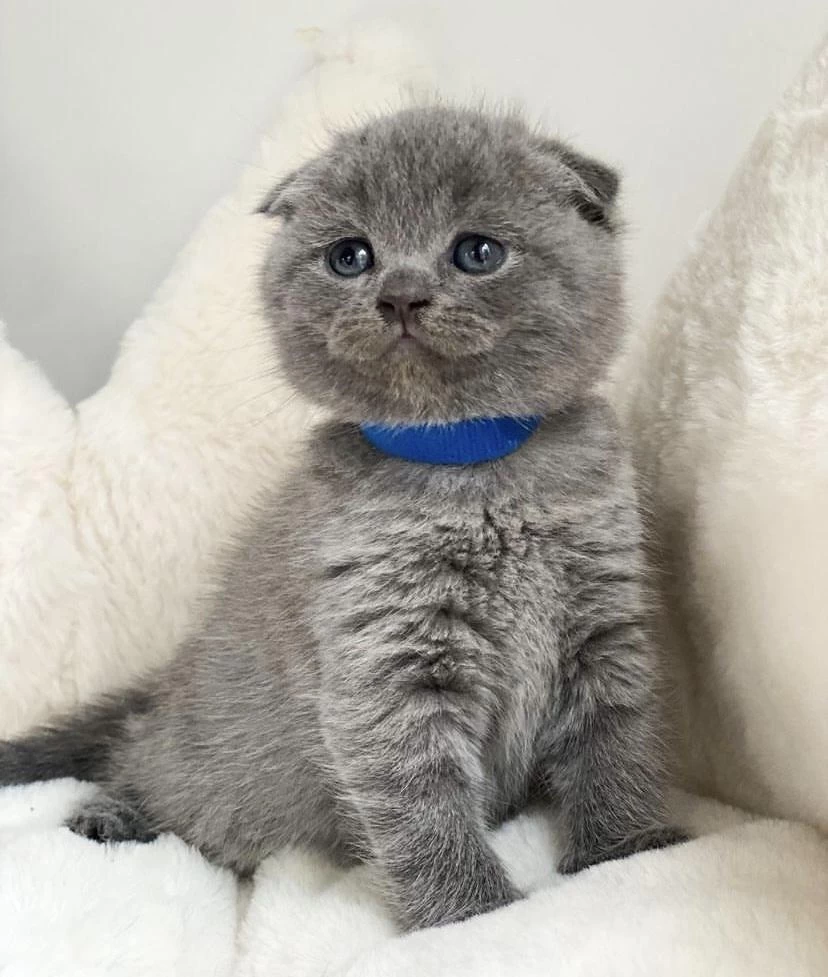 Scottish Fold Ayi Surat Yavrularim