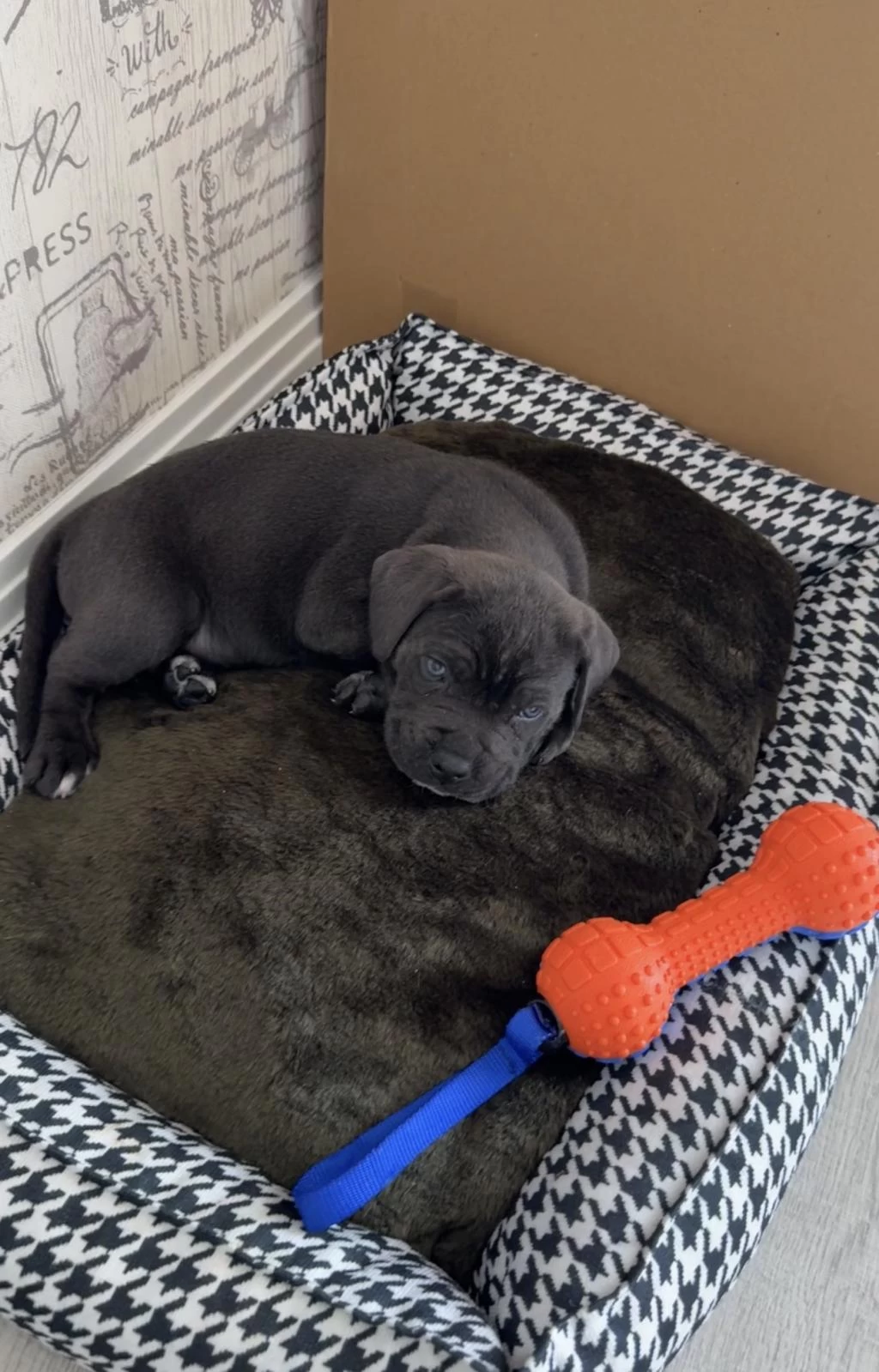 40 Günlük Şecereli Cane Corso