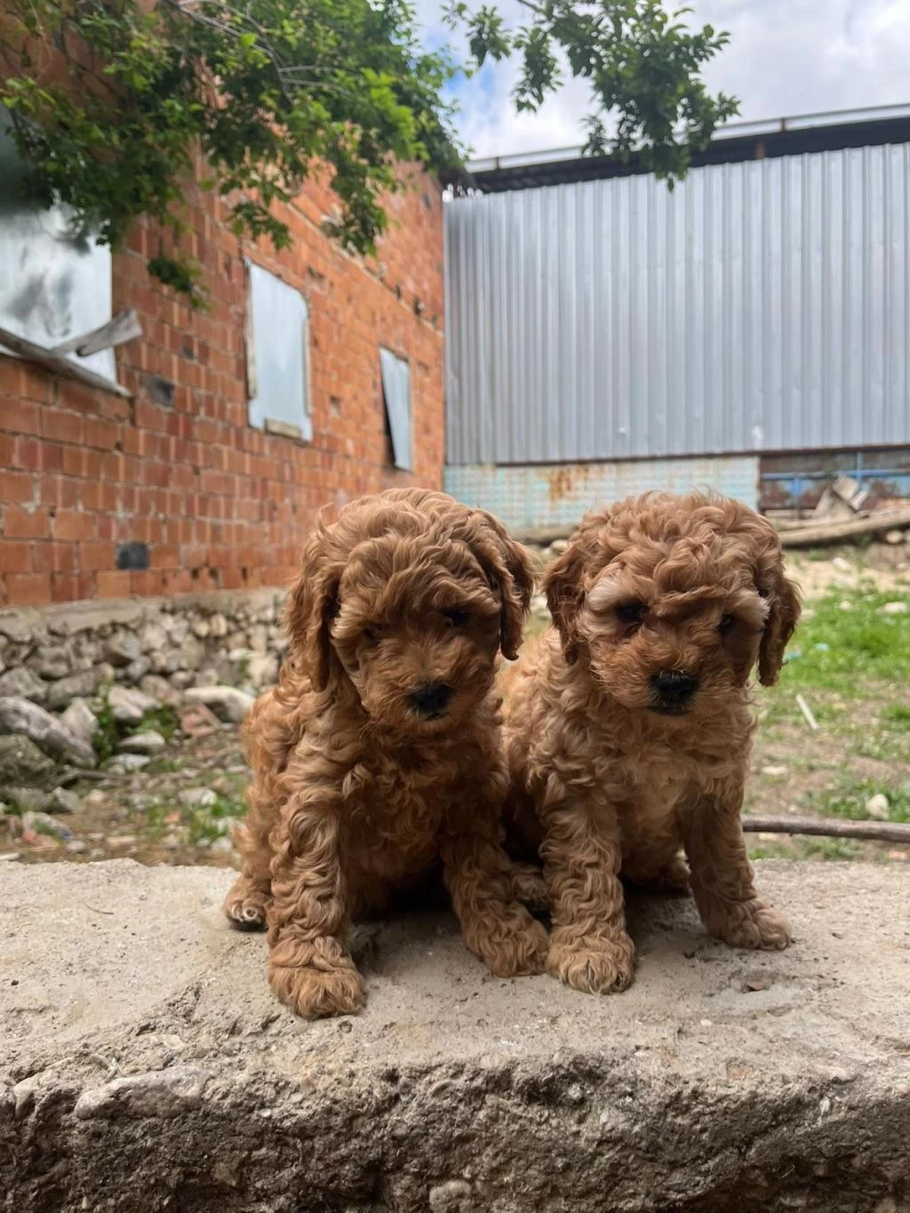 Safkan Dünya Tatlısı Red Toy Poodle Yavrular