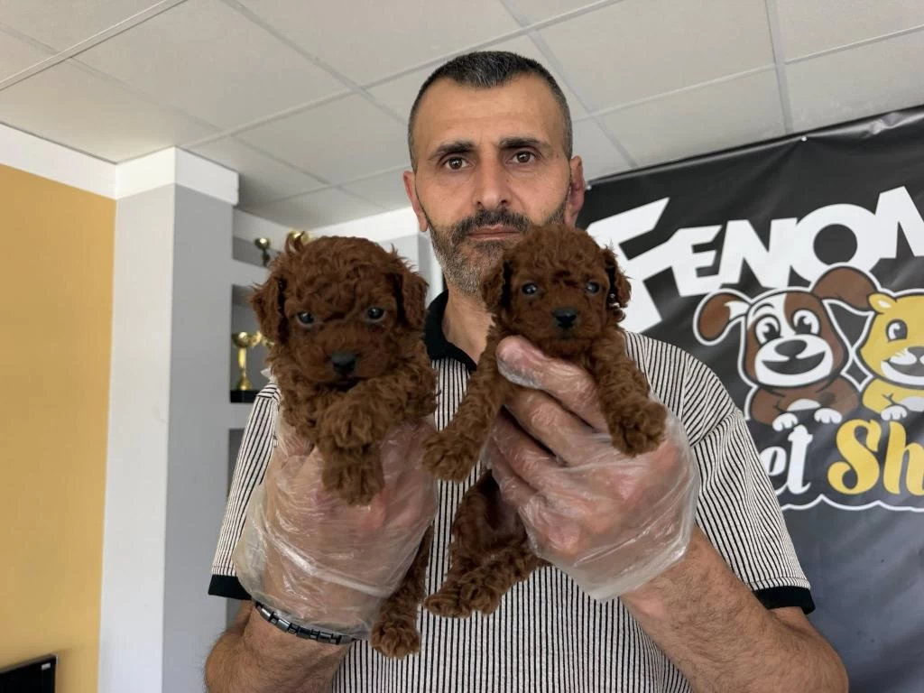 Türkiyenin En Güzl Toy Podle Yavrulr Wc Eğitimli Ank