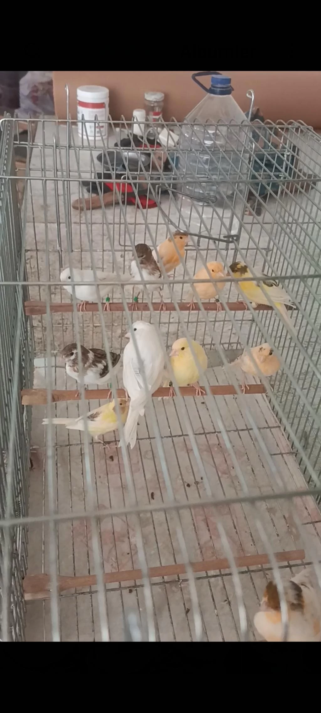 Kanarya Sarı Beyaz Harlikuin Parçali Kanaryalar