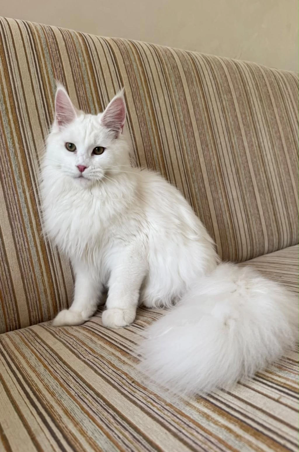 Güzeller Güzeli Beyaz Dişi Maine Coon