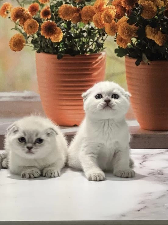 Scottish Fold Silver Yavrularim Teslime Hazir