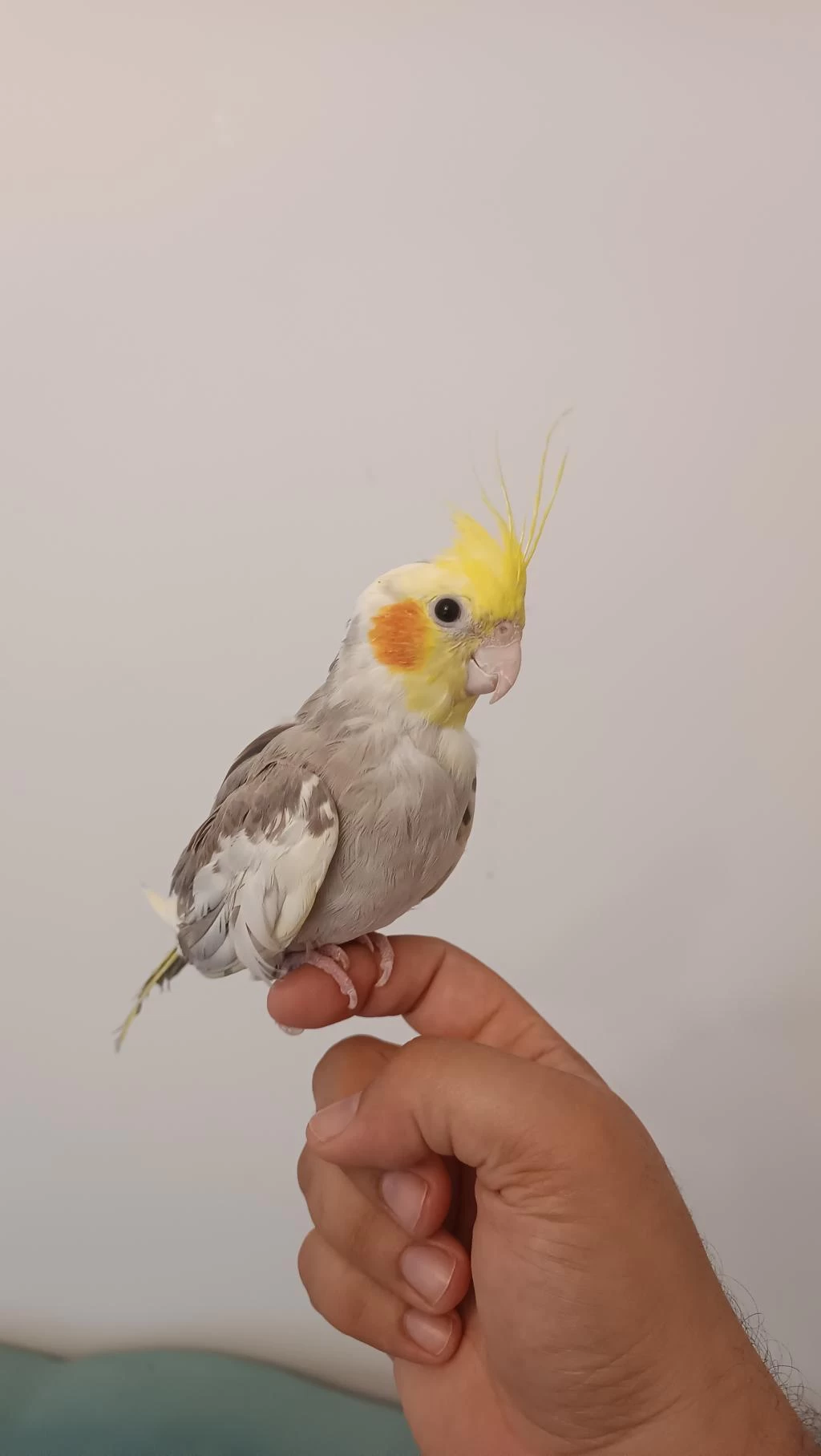 1 Yaşında Erkek Sultan Papağanı