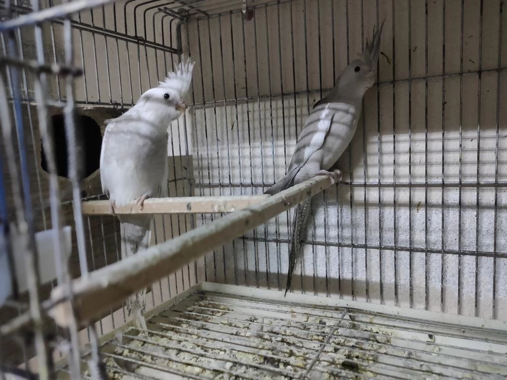 Yavru Sultan Papağanı 2 Aylık