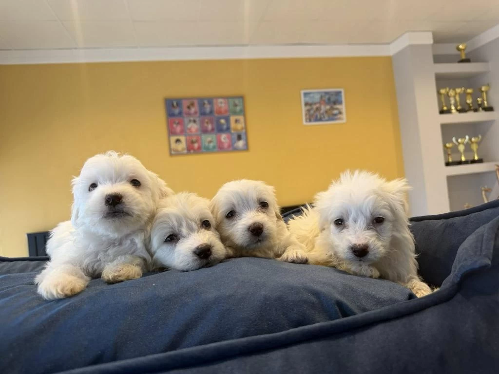 Kar Beyaz Maltese Terrier Yavrularımız Güncel Ankara
