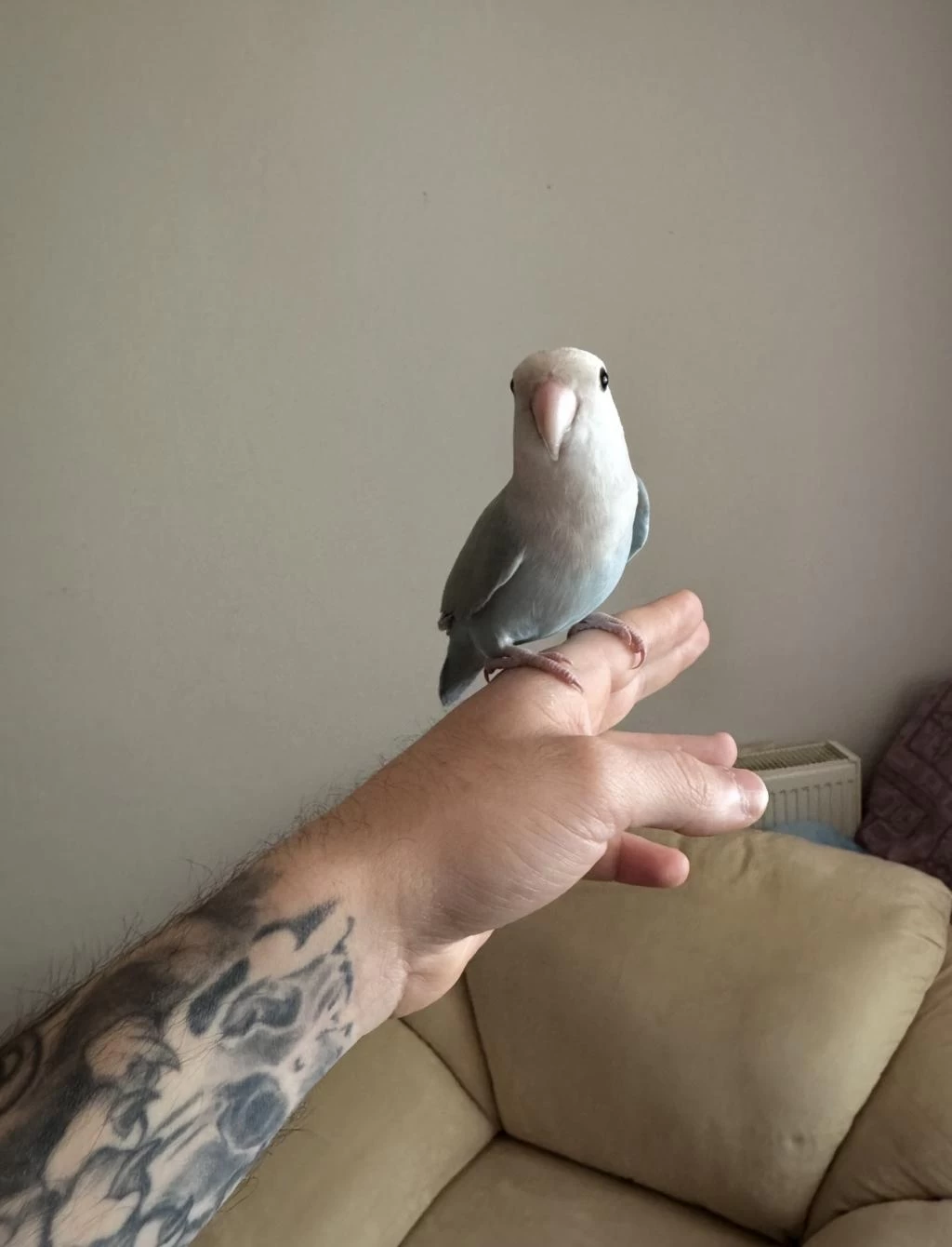 Oyun Hamuru Sevda Papağanı