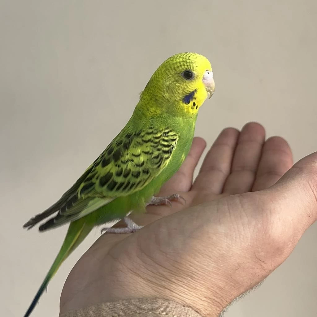 Bebek Muhabbet Kuşu Yeni Yeme Düşmüş