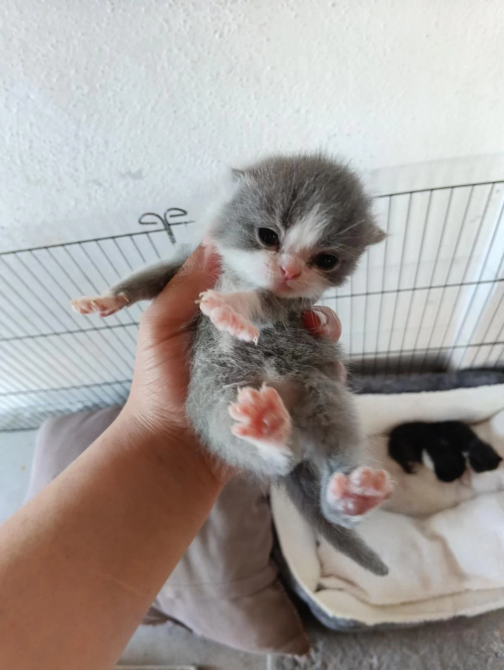Scottish Fold Bebekler Yuva Arıyor
