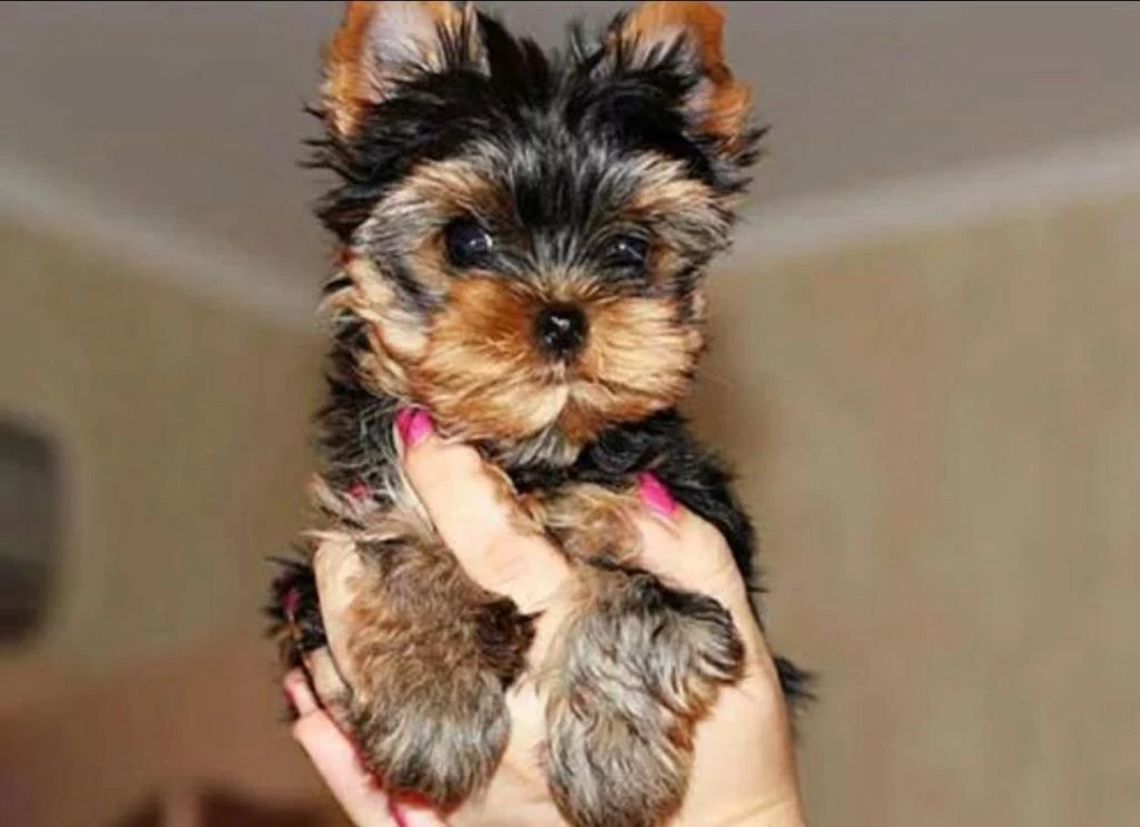 Ankaranın En Güzel Tea Cup Yorkshire Terrier Leri