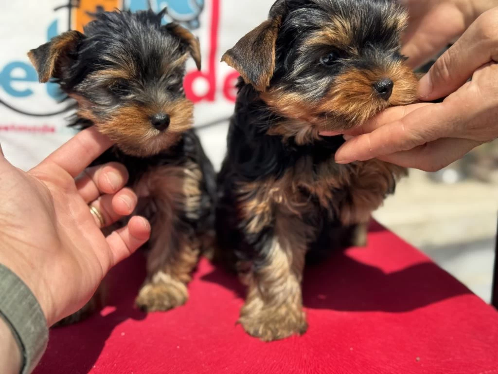 Ankaranın En Güzel Tea Cup Yorkshire Terrier Leri