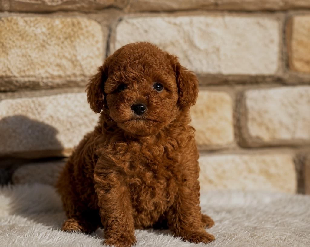 Aşılı Orjinal Garantili Toy Poodle