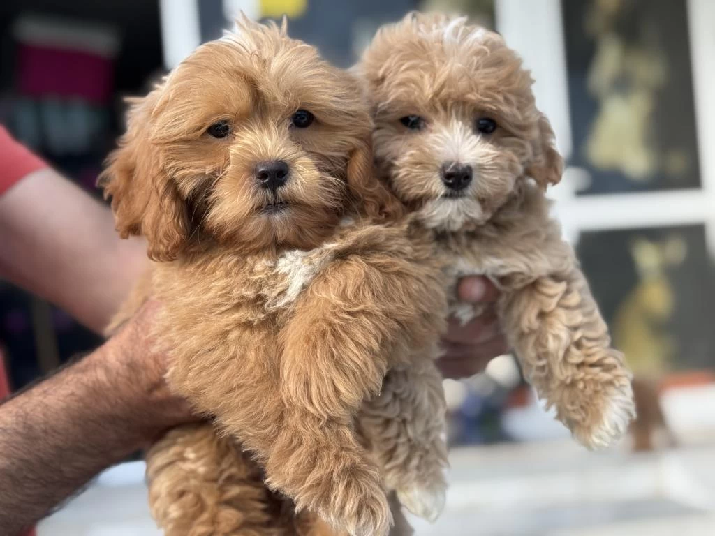 Ankarada Ziyarete Açık Maltipoo Yavrularımız