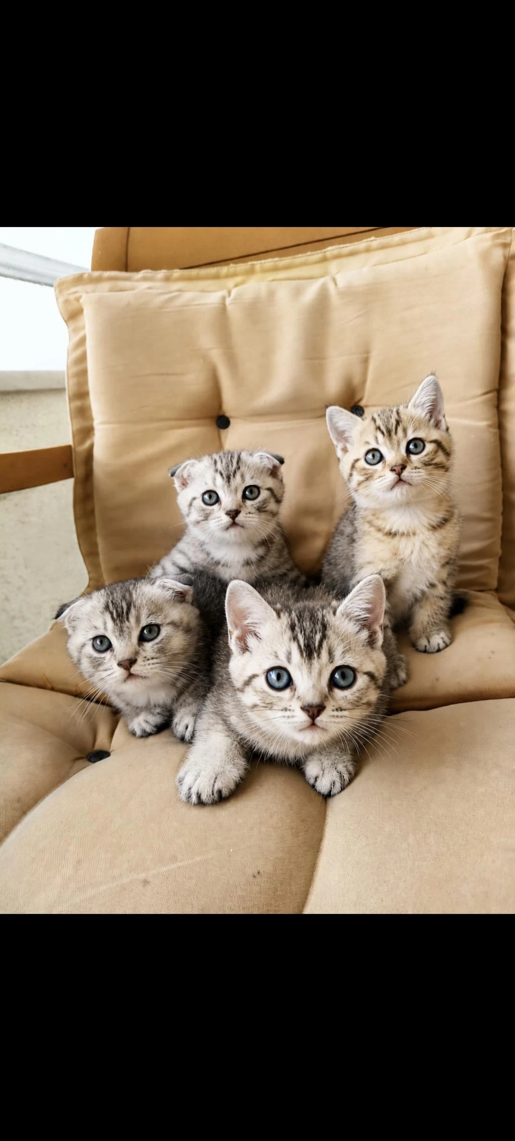 British Ve Scottish Fold Yavrular