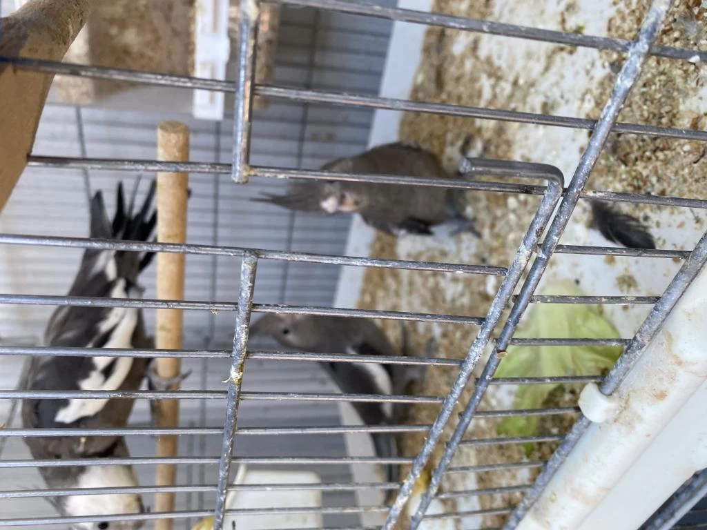 Bebek White Face İsırma Bilmez Sultan Papağanı