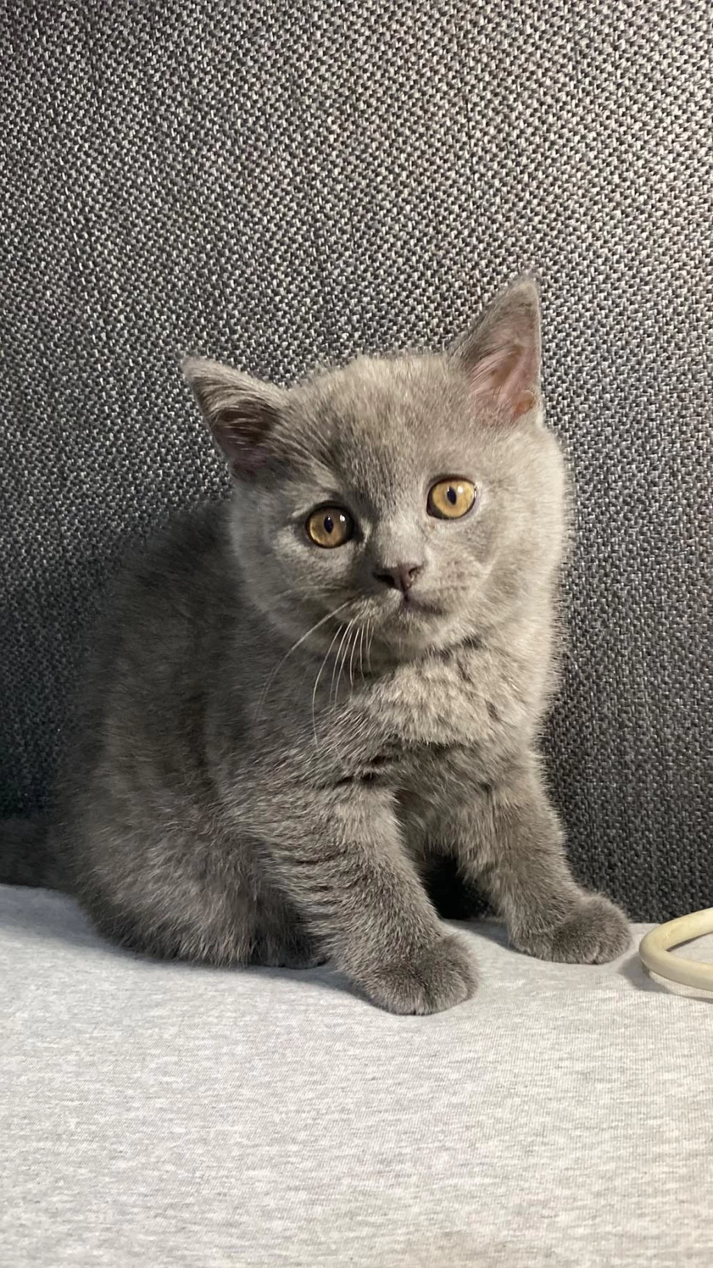 British Shorthair Blue Erkek