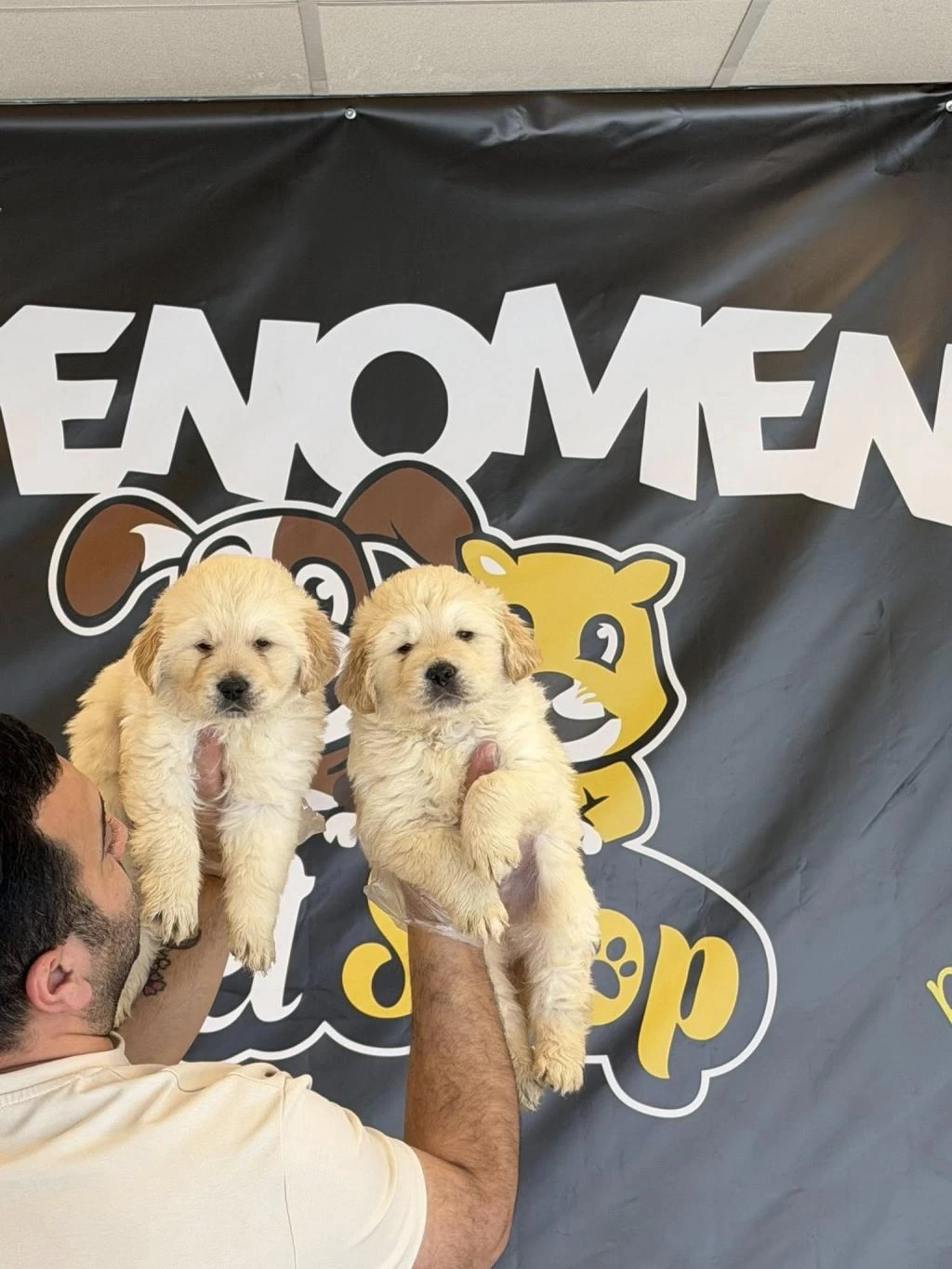 Orjinal Golden Retriewer Yavrulr Safkan Belgeli Ankara