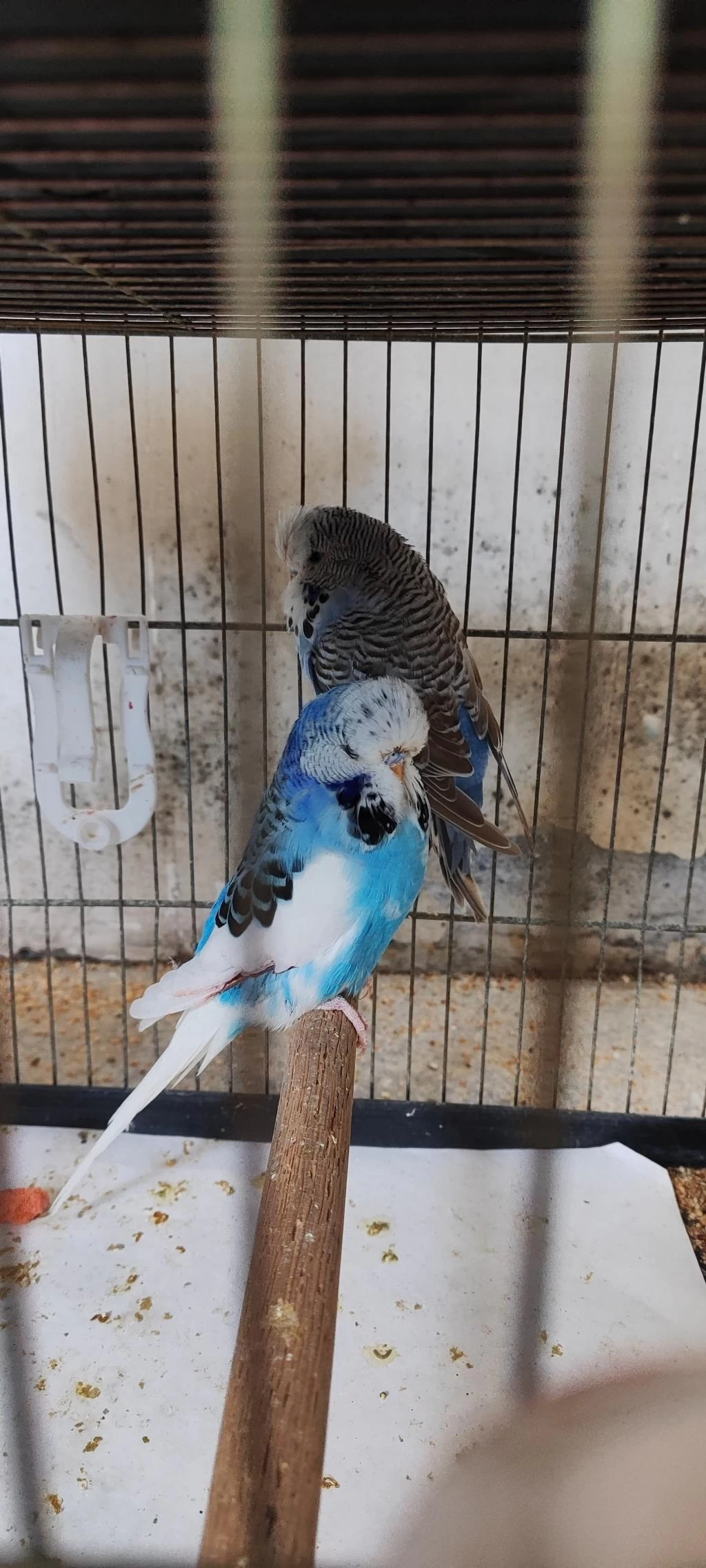 Üst Vasıf Show Jumbo Muhabbet Çifti Acil Zararına