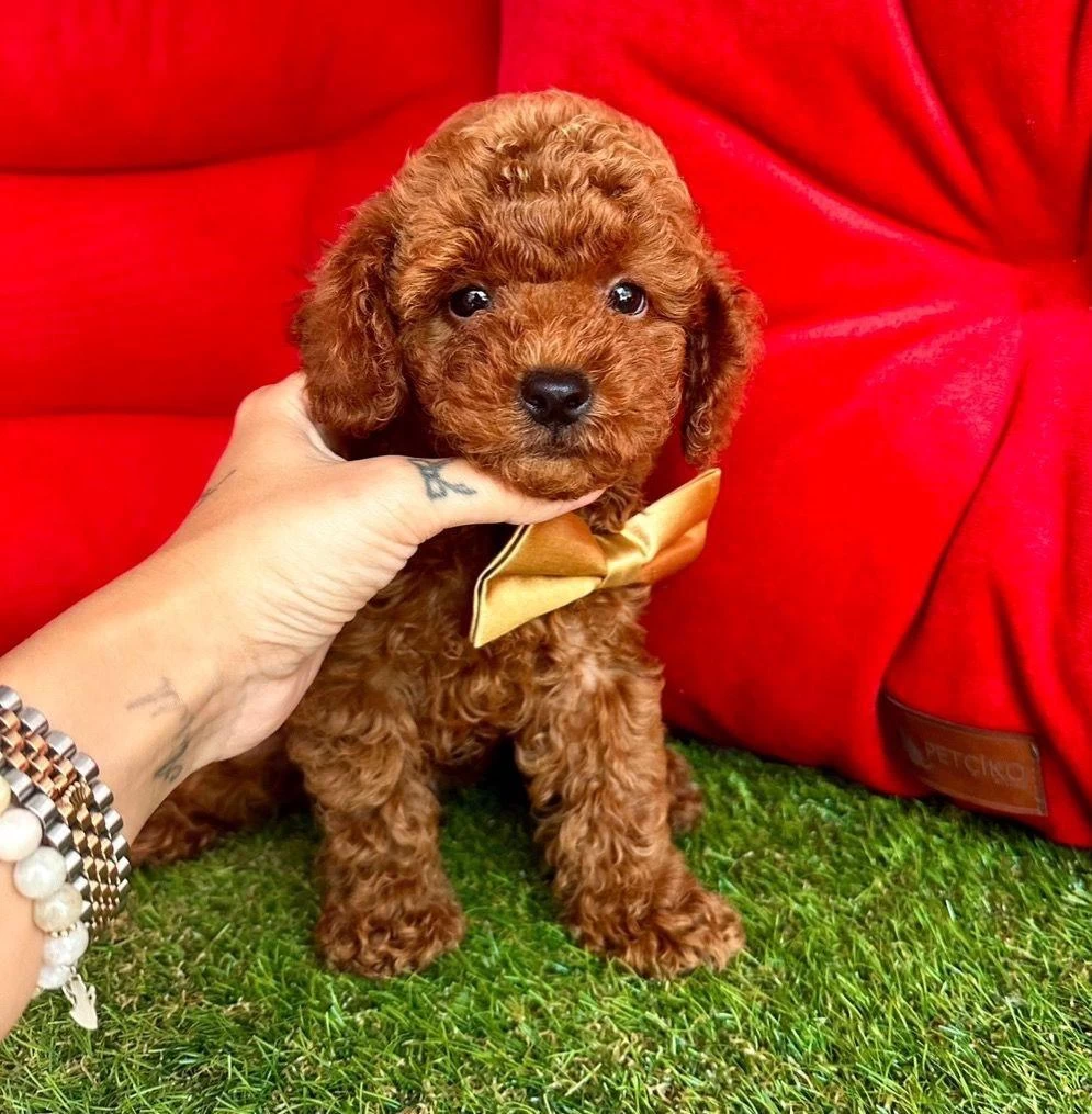 Safkan Toy Poodle Bebekler