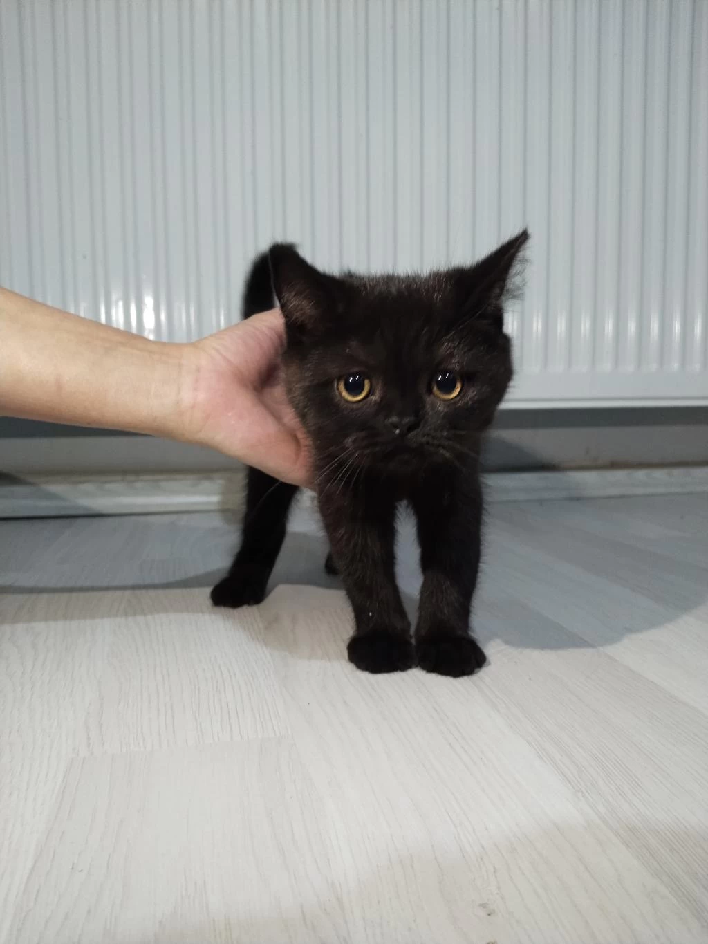 Ragdoll Ve Scottish Fold Kırması