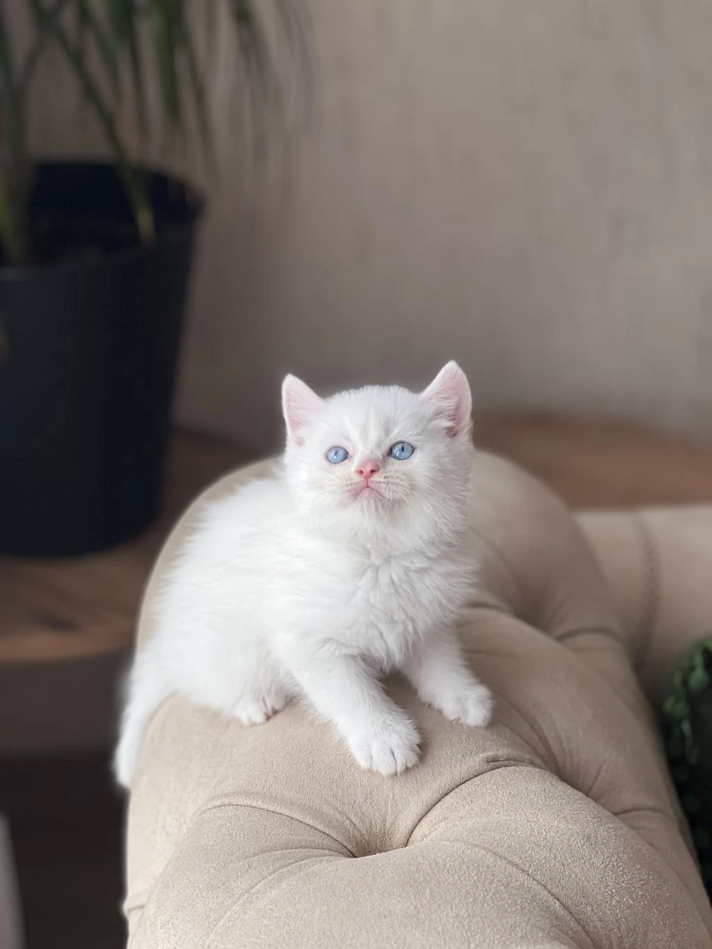 Üst Düzey Kalitede Beyaz British Shorthair