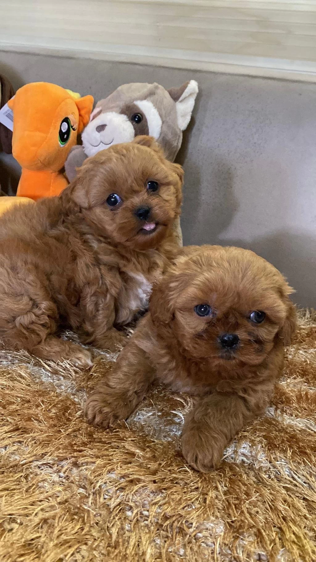 Yasal Ruhsatlı Çiftlikde Ziyarete Açık Maltipoo
