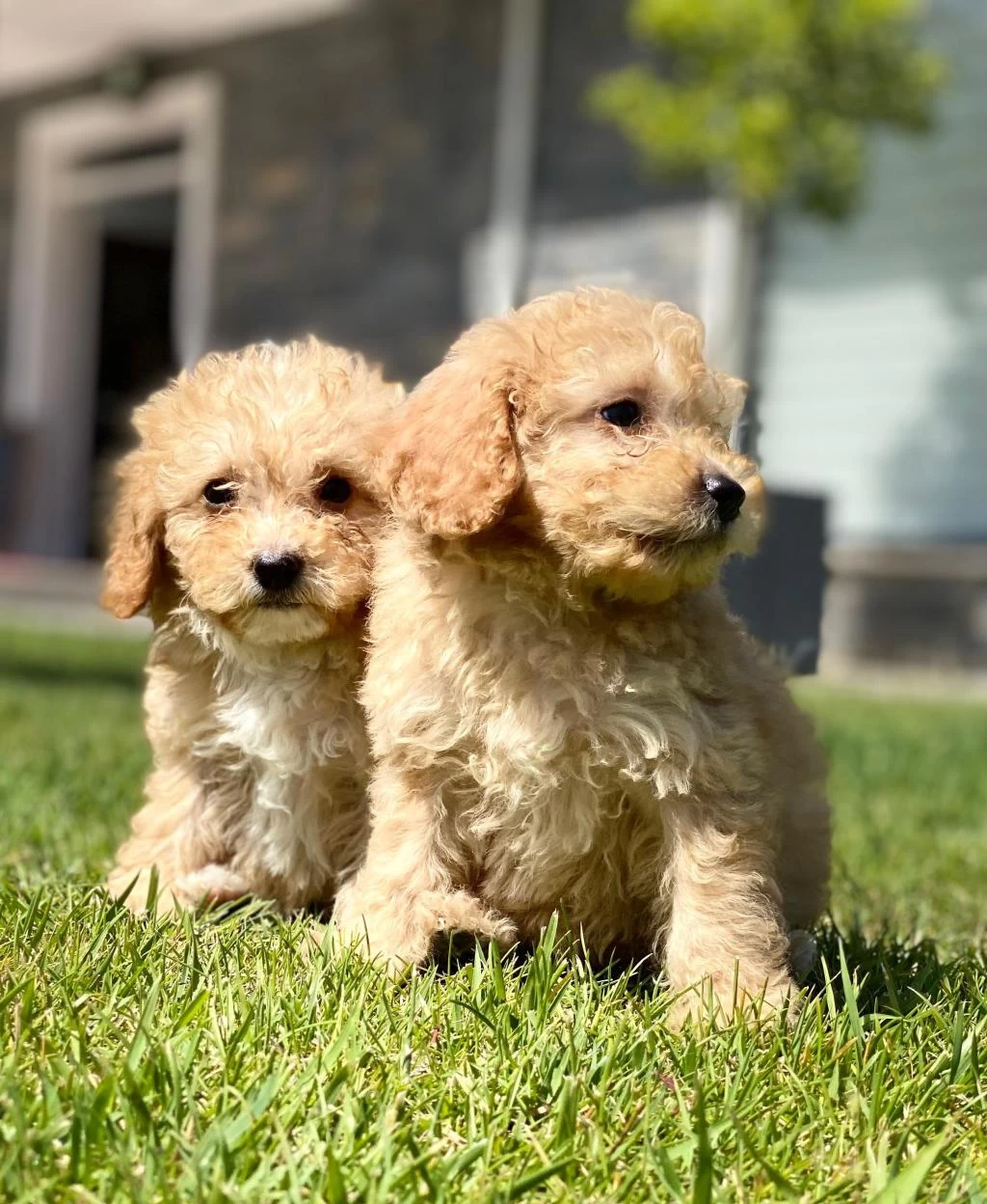Hipoalerjanik Toy Poodle Bebeklerim