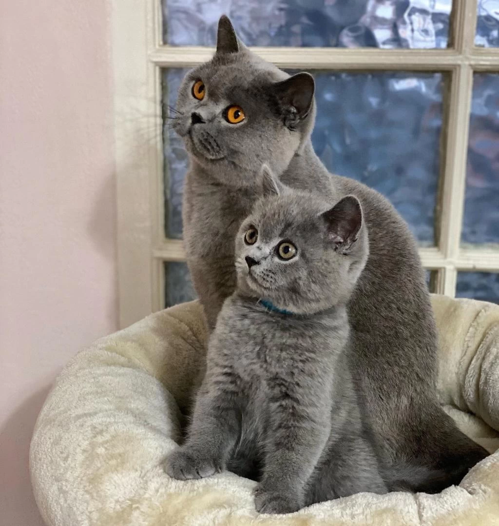 British Shorthair Yavrulari