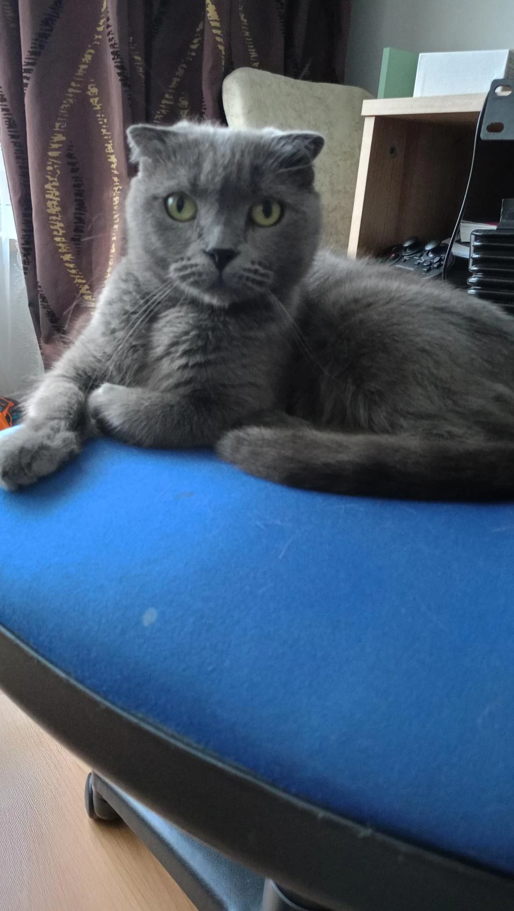 Sahibinden Scottish Fold Kedimiz