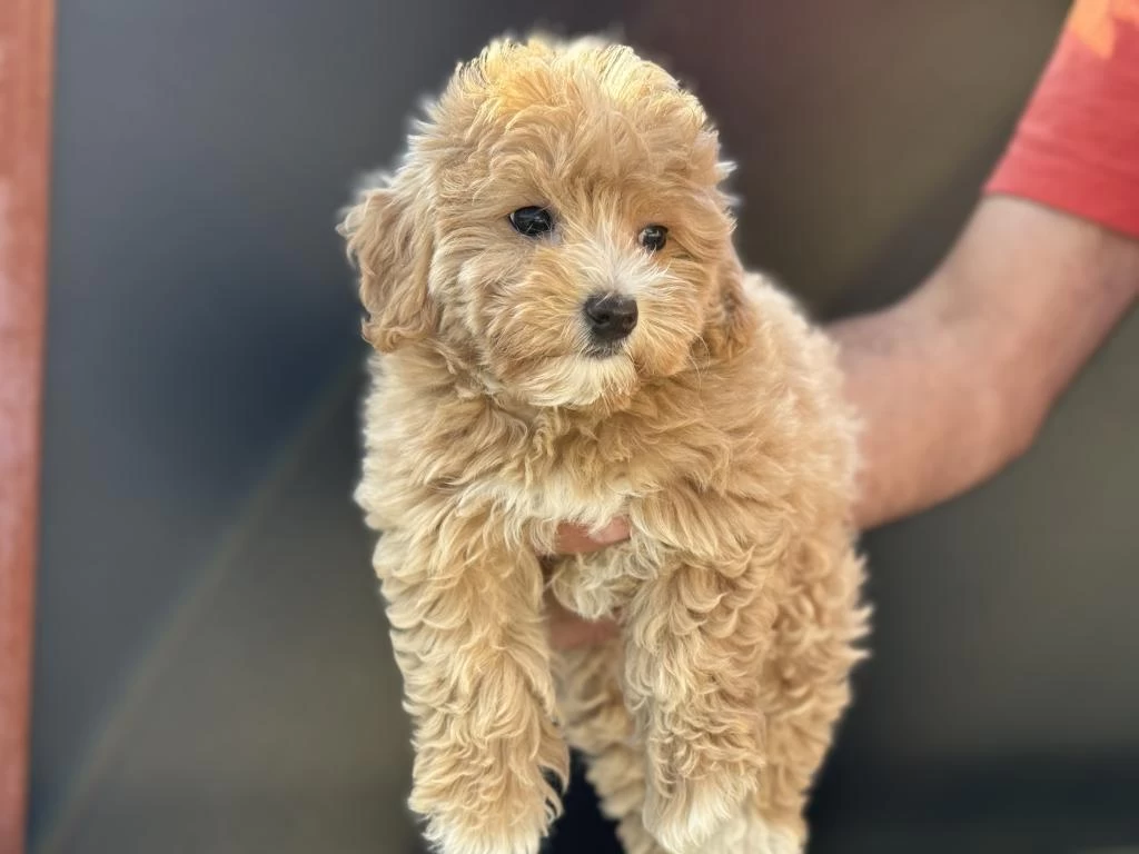 Petmod Köpek Çiftliğinden Maltipoo Yavrular